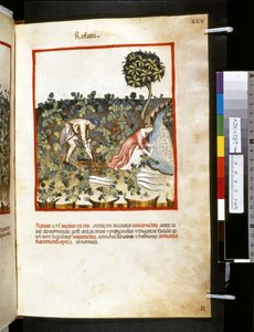 Theatrum sanitatis od Ububchasym de Baldach : "Rafani", první desetiletí 14. století (miniatura) od Giovannino de