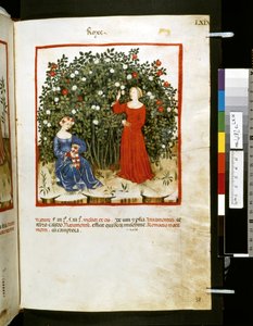 Theatrum sanitatis, Ububchasym de Baldach: "Roxe", první desetiletí 14. století (miniatura)