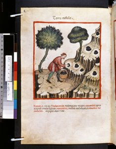 Theatrum sanitatis, Ububchasym de Baldach: "Terra Tufule", první desetiletí 14. století (miniatura) od Giovannino de