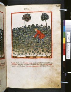 Theatrum sanitatis od Ububchasym de Baldach: "Viole", první desetiletí 14. století (miniatura) od Giovannino de