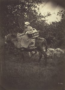 Samice selského jezdeckého osla, 1870.