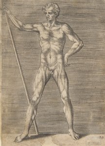 Stažený muž při pohledu zepředu, držící hůl, ca. 1531-76.