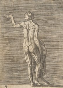 Stažený muž s levou rukou na boku, v pravé ruce drží kůži, ca. 1531-76.