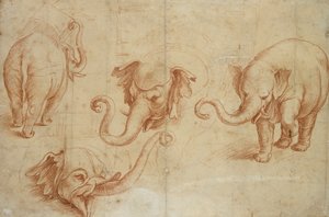 Čtyři studie o slonovi, počátek 16. století od Giulio Romano