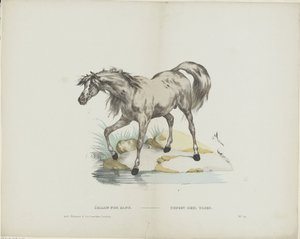 Étalon pur sang / Hřebec plná krev (název na předmětu) od Glenisson and Van Genechten