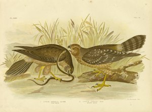 Allied Harrier or Spotted Harrier, 1891 od Gracius Broinowski
