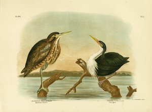 Australský Bittern, 1891 od Gracius Broinowski