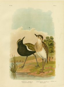 Australský kulík zlatý nebo kulík pacifický, 1891 od Gracius Broinowski