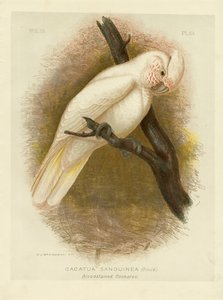 Kakadu krví zbarvený, 1891 od Gracius Broinowski