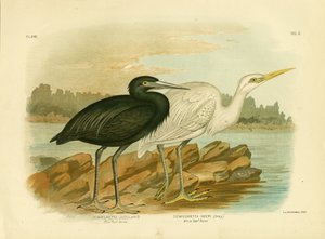Volavka modrá, 1891 od Gracius Broinowski