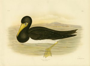 Gannet hnědý, 1891 od Gracius Broinowski