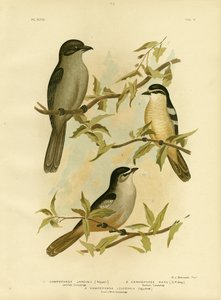 Jardines Campephaga nebo obyčejný cikáda, 1891