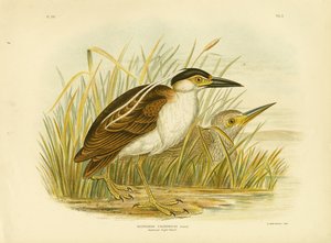 Nankeen Night Heron Nebo Nankeen Night Heron, 1891 od Gracius Broinowski