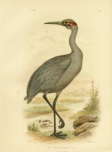 Native Companion Or Brolga, 1891 od Gracius Broinowski