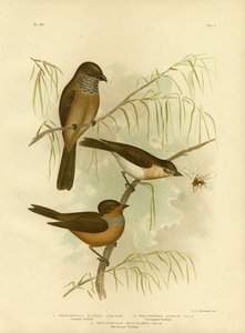 Olivaceous Thickhead Or Olive Whistler, 1891 od Gracius Broinowski