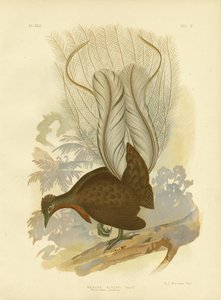 Lyrebird prince Alberta, 1891 od Gracius Broinowski