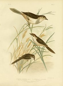 Rufous-Tinted Cincloramphus nebo Rufous Songlark, 1891 od Gracius Broinowski