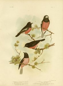 Červenka s šarlatovým prsem nebo pacifický Robin, 1891 od Gracius Broinowski