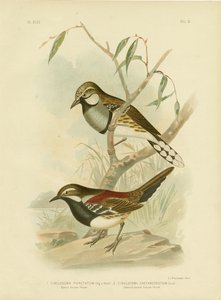 Sněženka podsněžník skvrnitý, 1891