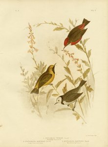 Tricolored Ephthianura, 1891 od Gracius Broinowski