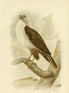Orel mořský běloprsý, 1891 od Gracius Broinowski