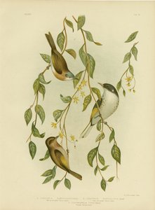 Medojed bělohrdlý, 1891 od Gracius Broinowski