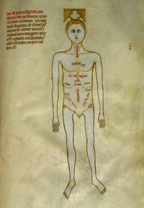 Anatomické a chirurgické desky: lokalizace mužských orgánů. V ""Liber notables Philippi, sedmý král Franků, extrahovaný z knih Galienových""" Gui de Pavia kolem roku 1345. Chantilly, Musee Conde