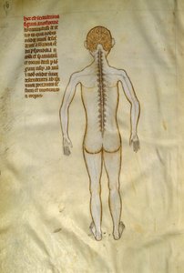 Anatomické a chirurgické desky: mícha (v obratlích páteře). V ""Liber notables Philippi, sedmý král Franků, extrahovaný z knih Galienových""" Gui de Pavia kolem roku 1345. Chantilly, Musee Conde