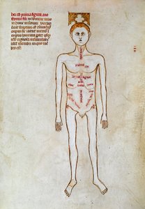 Chirurgie: zobrazení lidského těla. Miniatura v knize „Liber notables Philippi, sedmý král Franků, vytažená z knih Galienových““, kterou napsal Gui (Guy) z Pavie