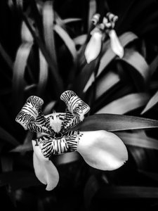 Flower nº 1, 2025 (foto)