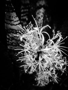 Flower nº 21, 2025 (foto)