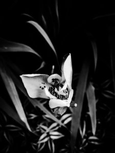 Flower nº 32, 2025 (foto)