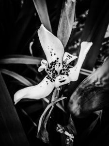 Flower nº 35, 2025 (foto) od Guilherme Pontes