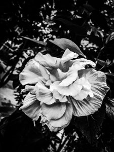 Flower nº 39, 2025 (foto)