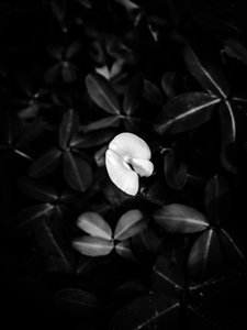 Flower nº 40, 2025 (foto) od Guilherme Pontes