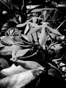 Flower nº 8, 2025 (foto) od Guilherme Pontes