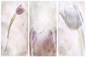 Levandulový tulipánový sen od Gustav Davidsson