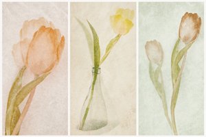 Akvarelový triptych s tulipány od Gustav Davidsson