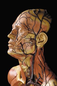 Detail mužského anatomického modelu ecorche, zobrazující svaly, tepny a žíly, oběh a nervový systém od Gustav Zeiller
