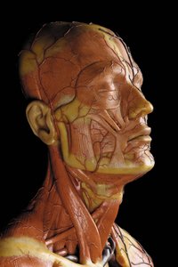 Detail mužského anatomického modelu ecorche, zobrazující svaly, tepny a žíly, oběh a nervový systém (vosk) (viz také 469823 až 469827) od Gustav Zeiller