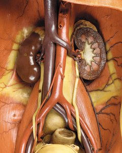 Detail mužského anatomického modelu ecorche, zobrazující svaly, tepny a žíly, oběh a nervový systém (vosk) (viz také 469822 až 469827) od Gustav Zeiller