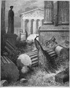 The Peacock Complaining To Juno - z 