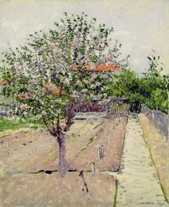 Jabloň v květu, kolem roku 1885 od Gustave Caillebotte