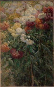 Chryzantémy v zahradě v Petit-Gennevilliers od Gustave Caillebotte