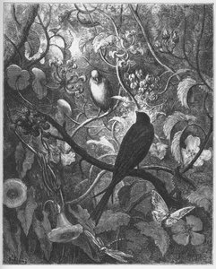 Philomele a Progne - z "Bajek" od Jean de La Fontaine od Gustave Dore