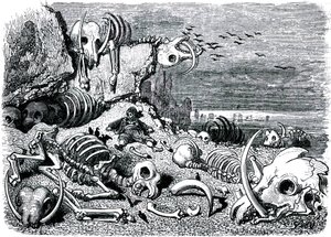 Sindibád námořník (Sindibád) - příběh tisíce a jedné (1001) noci - ilustrace Gustave Dore - vydání Maxwell 1865 - Sedmá a poslední plavba: hřbitov slonů, kde Sindibád získá obranu ze slonoviny od Gustave Dore