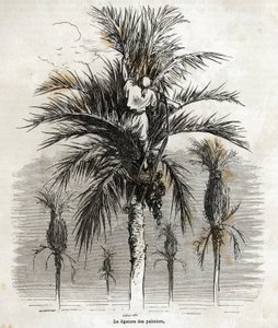 Podvazování palem v Elche, s cílem zachovat bělost, za účelem jejich splétání, kresba Gustava Dore (1832-1883), pro ilustraci jeho cesty do Španělska, v roce 1862, s Ch. Davillier. Rytina v „“Le tour du monde““, editoval E od Gustave Dore