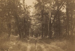 Bas-Bréau, Les Fontainebleau, 1849-1852. od Gustave Le Gray