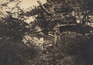 Dub ve skalách ve Fontainebleau, 1849-52. od Gustave Le Gray