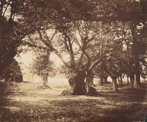 Dutý dub, Fontainebleau, 1855-57. od Gustave Le Gray